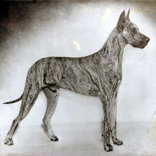 blue brinble great dane