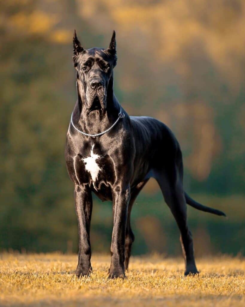 black great dane