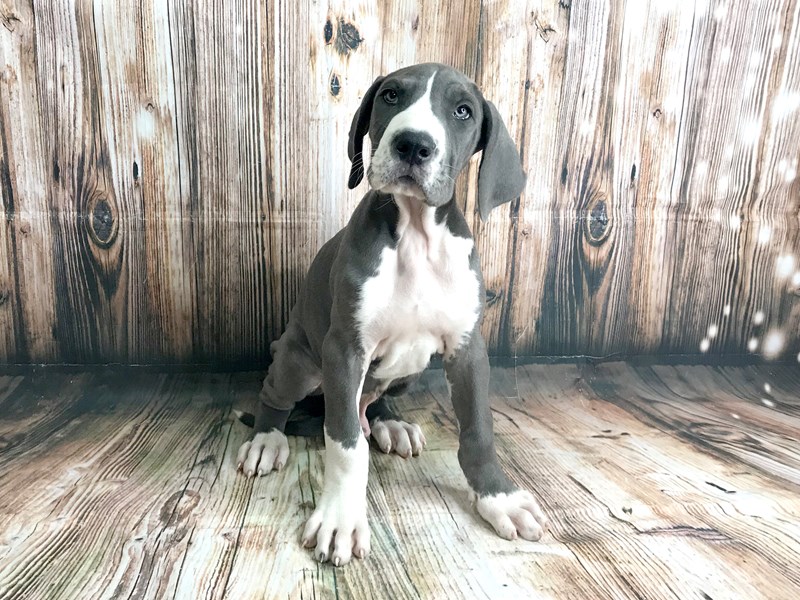 blue and white great dane