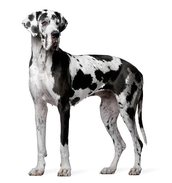 Black and white great dane