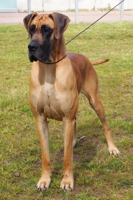 Fawn Great dane