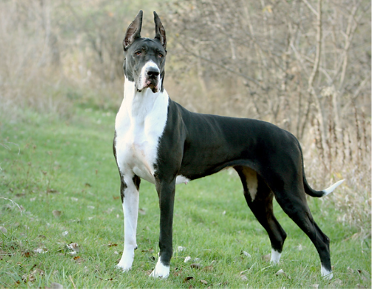 Fawn Great dane