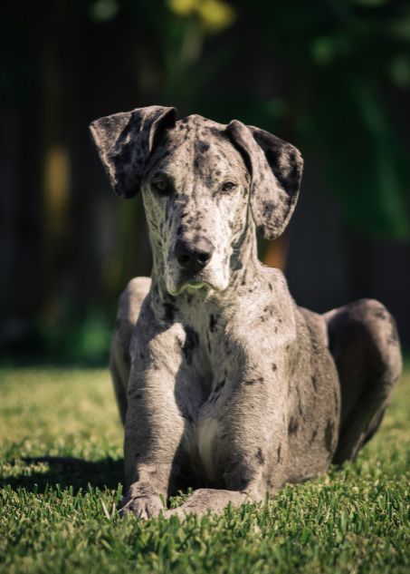 merle great dane