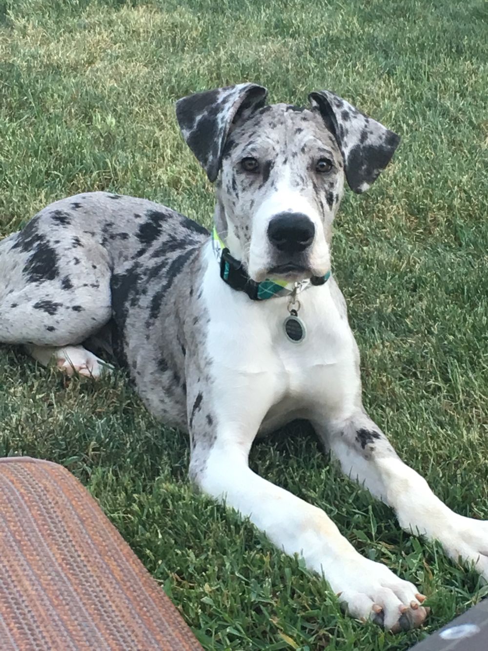 mantle merle great dane