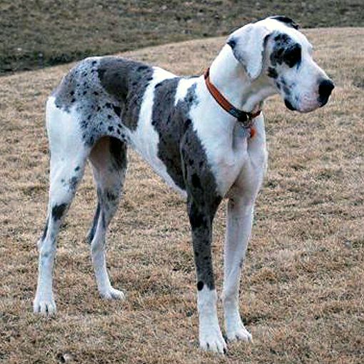 merlequin great dane