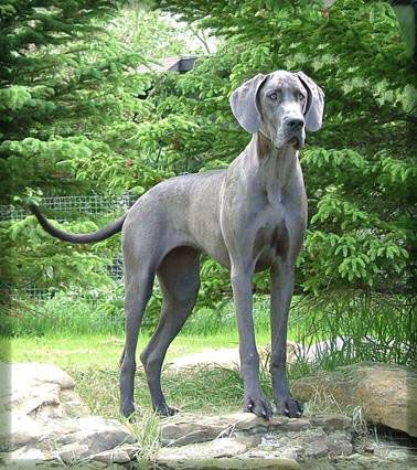 silver great dane