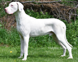 white great dane